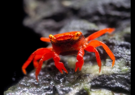 Geosesarma dennerle - Tomato vampire crab (red ruby) female