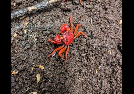 Geosesarma dennerle - Tomato vampire crab (red ruby) female
