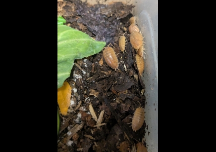 Porcellio laevis 'Orange' - packs of 10 (CB by BugzUK)