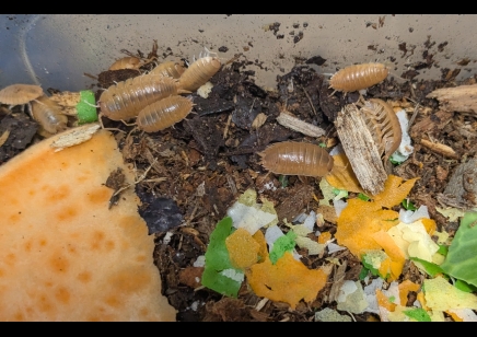 Porcellio laevis 'Orange' - packs of 10 (CB by BugzUK)