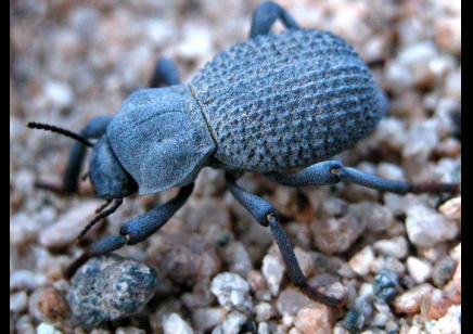 Asbolus verrucosus (not sexable) - Blue death feigning beetle