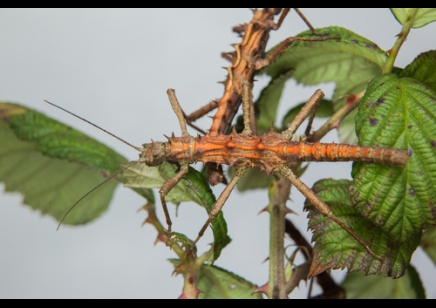 Tisamenus sp. cunayan