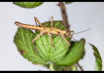 Tisamenus sp. cunayan