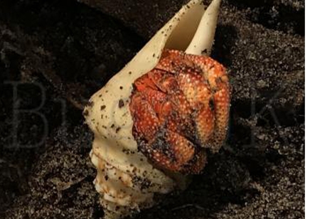 Coenobita perlatus Strawberry hermit.......group of 3 crabs