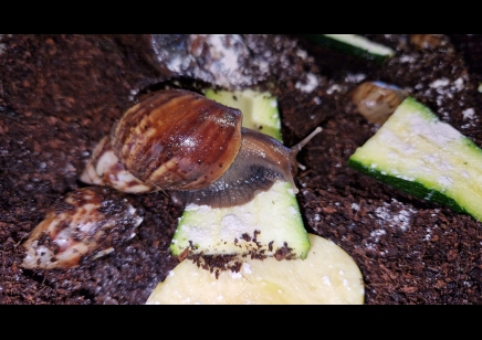 Achatina Fulica Dark Foot 