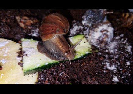 Achatina Fulica Dark Foot 