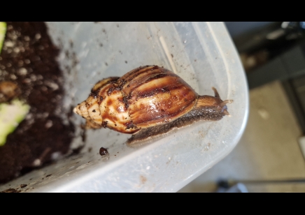 Achatina Fulica Dark Foot 