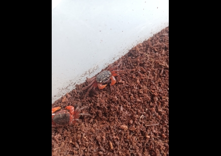 Geosesarma sp red claw 3 left