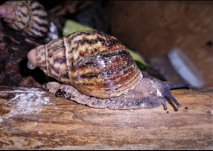 Archachatina camerunensis w/c