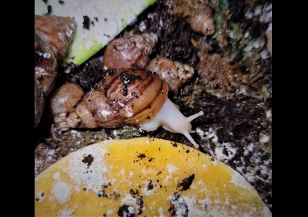 Lissachatina fulica Albino (C/B by BugzUK)