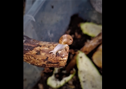 Lissachatina fulica Albino (C/B by BugzUK)