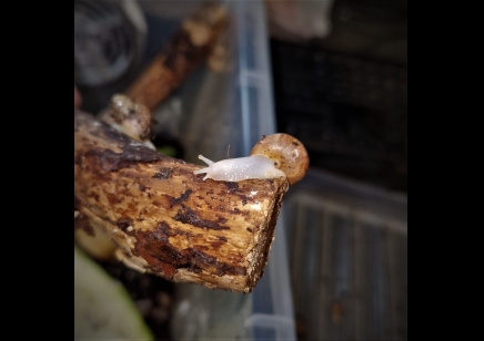 Lissachatina fulica Albino (C/B by BugzUK)