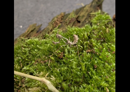 Empusa hedenborgii - Conehead Mantis CB