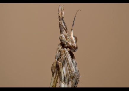 Empusa hedenborgii - Conehead Mantis CB