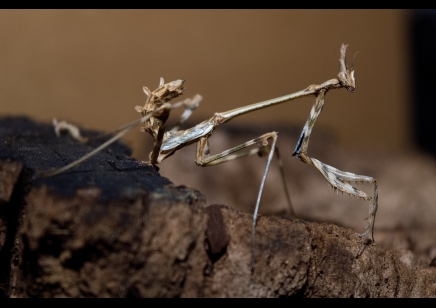 Empusa hedenborgii - Conehead Mantis CB