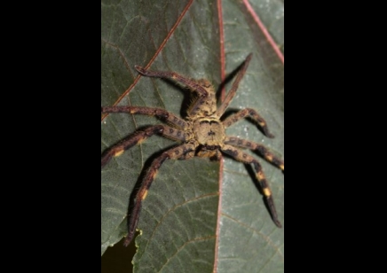 Barylestis scutatus - Cameroon crab spider (C/B by BugzUK)