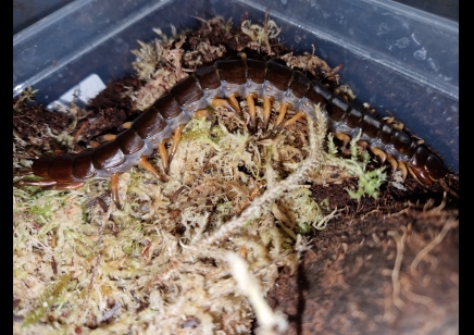 Scolopendra Dehaani (thai Giant black flame tip)