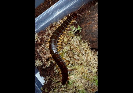 Scolopendra Dehaani (thai Giant black flame tip)