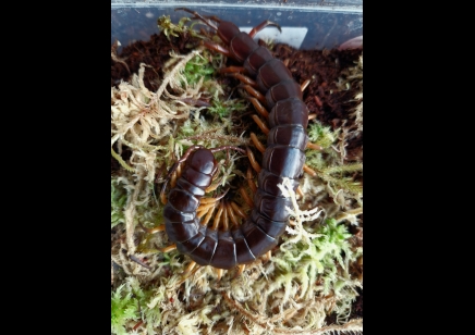 Scolopendra Dehaani (thai Giant black flame tip)