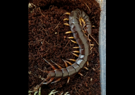 Scolopendra Dehaani (thai Giant black flame tip)