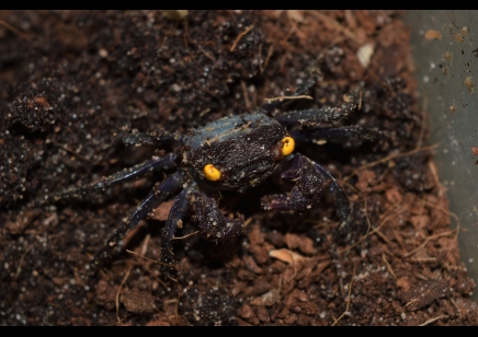 Geosesarma bogorensis - Purple Vampire crab 1 left