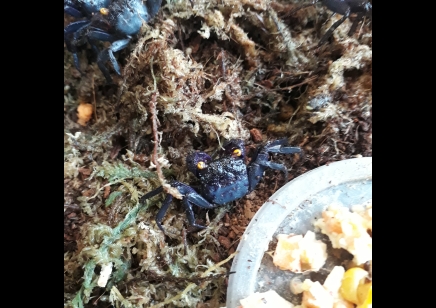 Geosesarma bogorensis - Purple Vampire crab 18 left