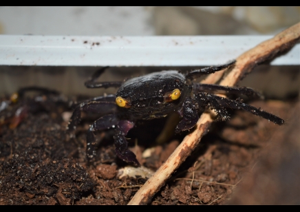 Geosesarma bogorensis - Purple Vampire crab 18 left