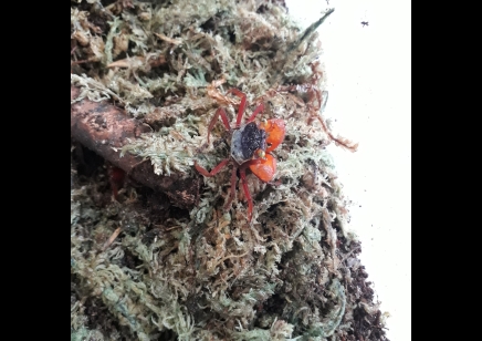 Geosesarma notophorum - Mandarin Vampire Crab