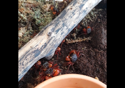 Geosesarma notophorum - Mandarin Vampire Crab 6 left