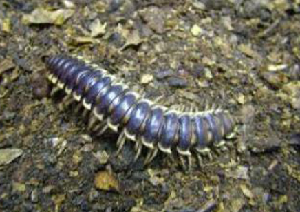 Polydesmid..(ceratodesmus Cristatus / Flat Jointed Millipede)