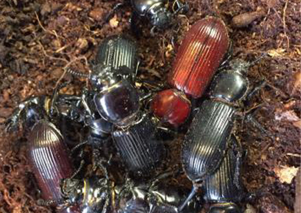 Bess Beetles