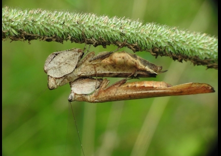 Praying Mantis Hestiasula major