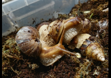 Lissachatina Fulica Madagascar