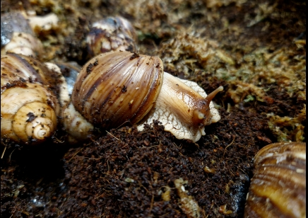 Lissachatina Fulica Madagascar