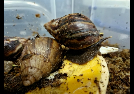 Lissachatina Fulica Madagascar