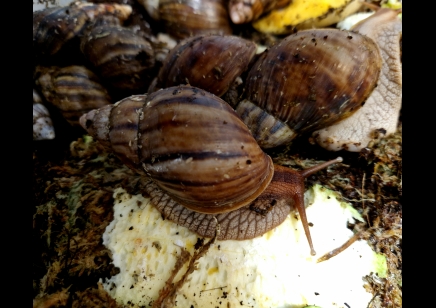 Lissachatina Fulica Madagascar