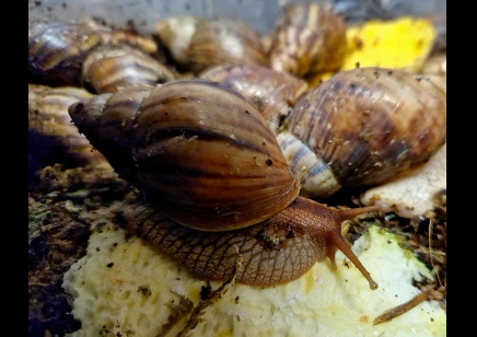 Lissachatina Fulica Madagascar