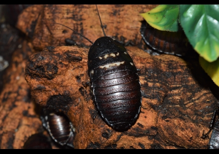 Gromphadorhina Species C/B sold in packs of 5