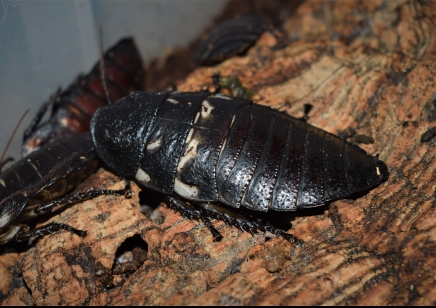 Gromphadorhina Species C/B sold in packs of 5