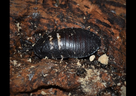 Gromphadorhina Species C/B sold in packs of 5