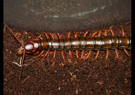 Scolopendra Sp. Java