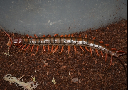 Scolopendra Sp. Java