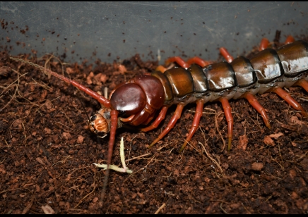 Scolopendra Sp. Java