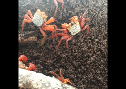 Geosesarma riani - Rainbow Vampire Crab (red leg) 13 left