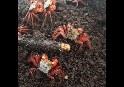 Geosesarma riani - Rainbow Vampire Crab (red leg) 18 males left only
