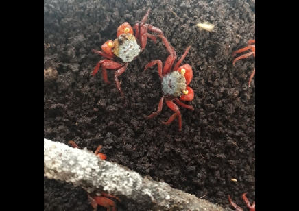 Geosesarma riani - Rainbow Vampire Crab (red leg) males left only