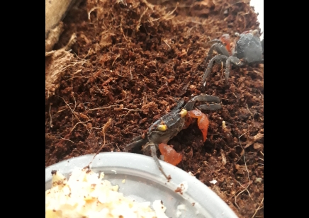 Geosesarma noduliferum - Red Arm Vampire Crab 1 left