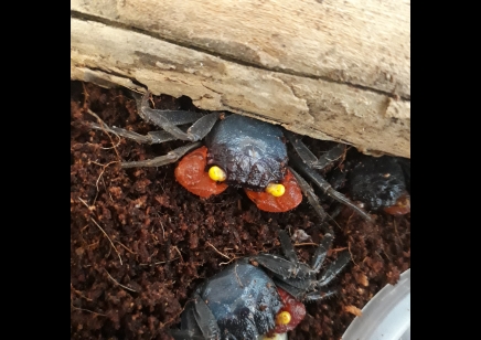 Geosesarma noduliferum - Red Arm Vampire Crab