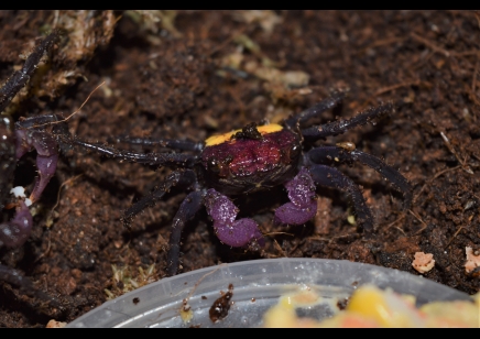 Geosesarma tricolor - Tricolor Vampire Crab 7 left