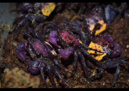 Geosesarma tricolor - Tricolor Vampire Crab 7 left
